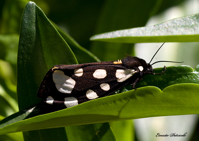 da identificare - Arctia villica